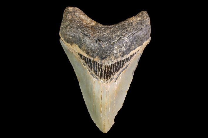 Serrated, Fossil Megalodon Tooth - North Carolina #147764